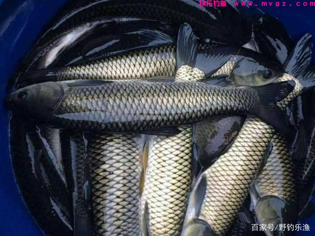草鱼的垂钓方法与技巧(图10)