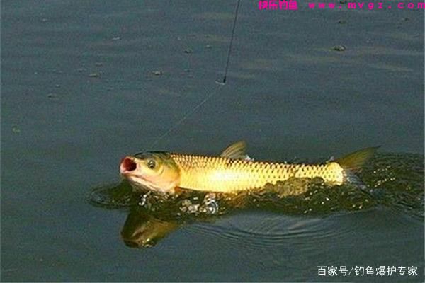 钓草鱼的方法和技巧（高手推荐）(图1)