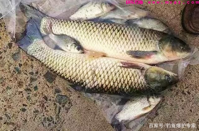 钓草鱼的方法和技巧（高手推荐）(图3)
