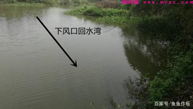 浅谈如何野钓大草鱼？深度分析草鱼习性，掌握关键要点(图2)
