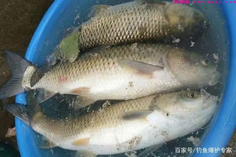 钓草鱼怎么钓？钓草鱼用什么鱼饵最好？(图4)