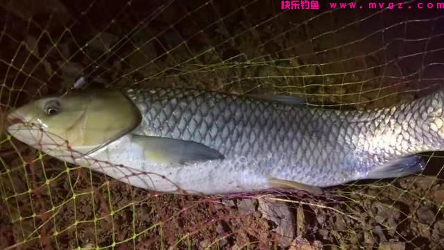 野钓水库大草鱼，我用这几招，你用哪一招？(图1)