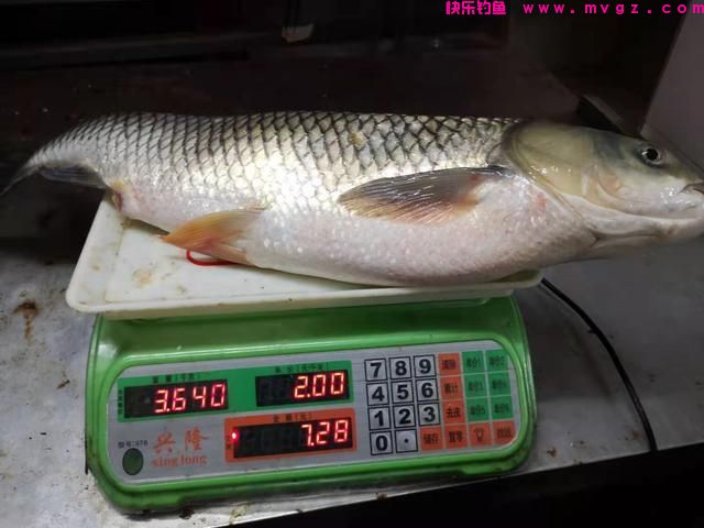 野钓水库大草鱼，我用这几招，你用哪一招？(图6)
