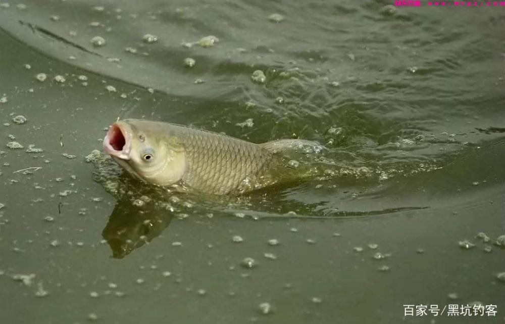 钓大草鱼技巧分享(图1)