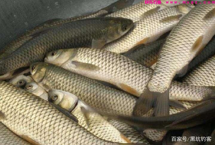 钓大草鱼技巧分享(图2)