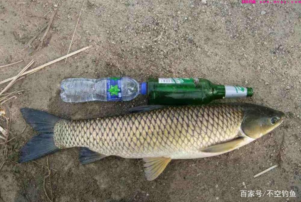 全水域钓草鱼攻略，看过就会，没有比草鱼更好钓的鱼了(图2)