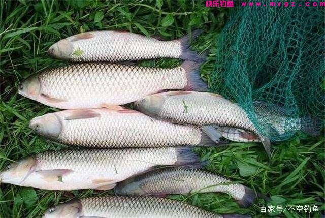 全水域钓草鱼攻略，看过就会，没有比草鱼更好钓的鱼了(图3)