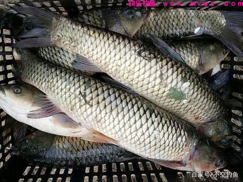 全水域钓草鱼攻略，看过就会，没有比草鱼更好钓的鱼了(图6)