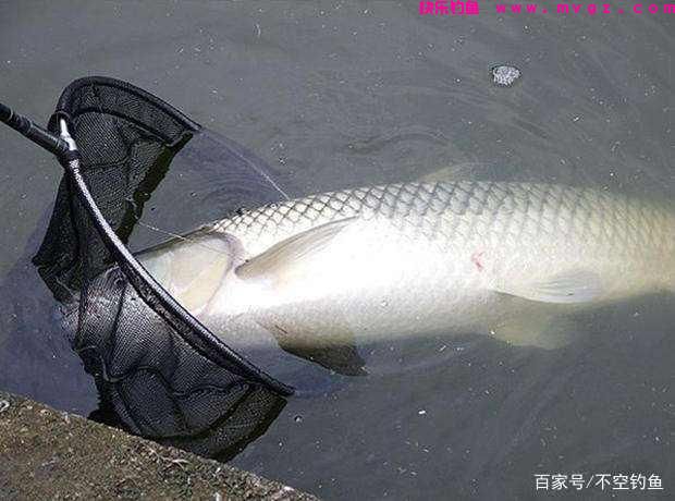 全水域钓草鱼攻略，看过就会，没有比草鱼更好钓的鱼了(图8)
