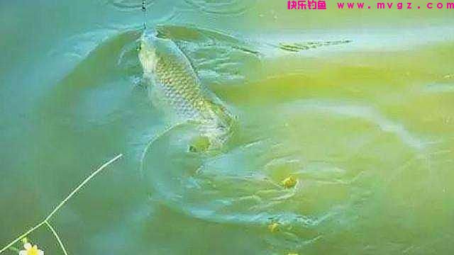 秋钓时，草鱼只要按我说的钓，连老钓手都甘拜下风，不信就试试(图1)