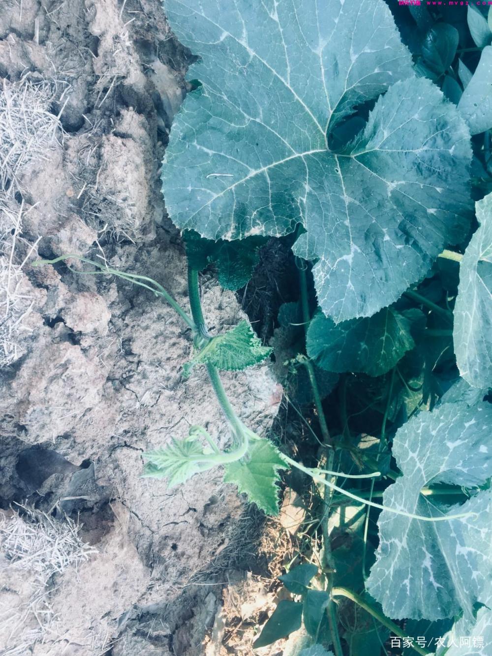夏季休闲垂钓草鱼之用饵(图1)