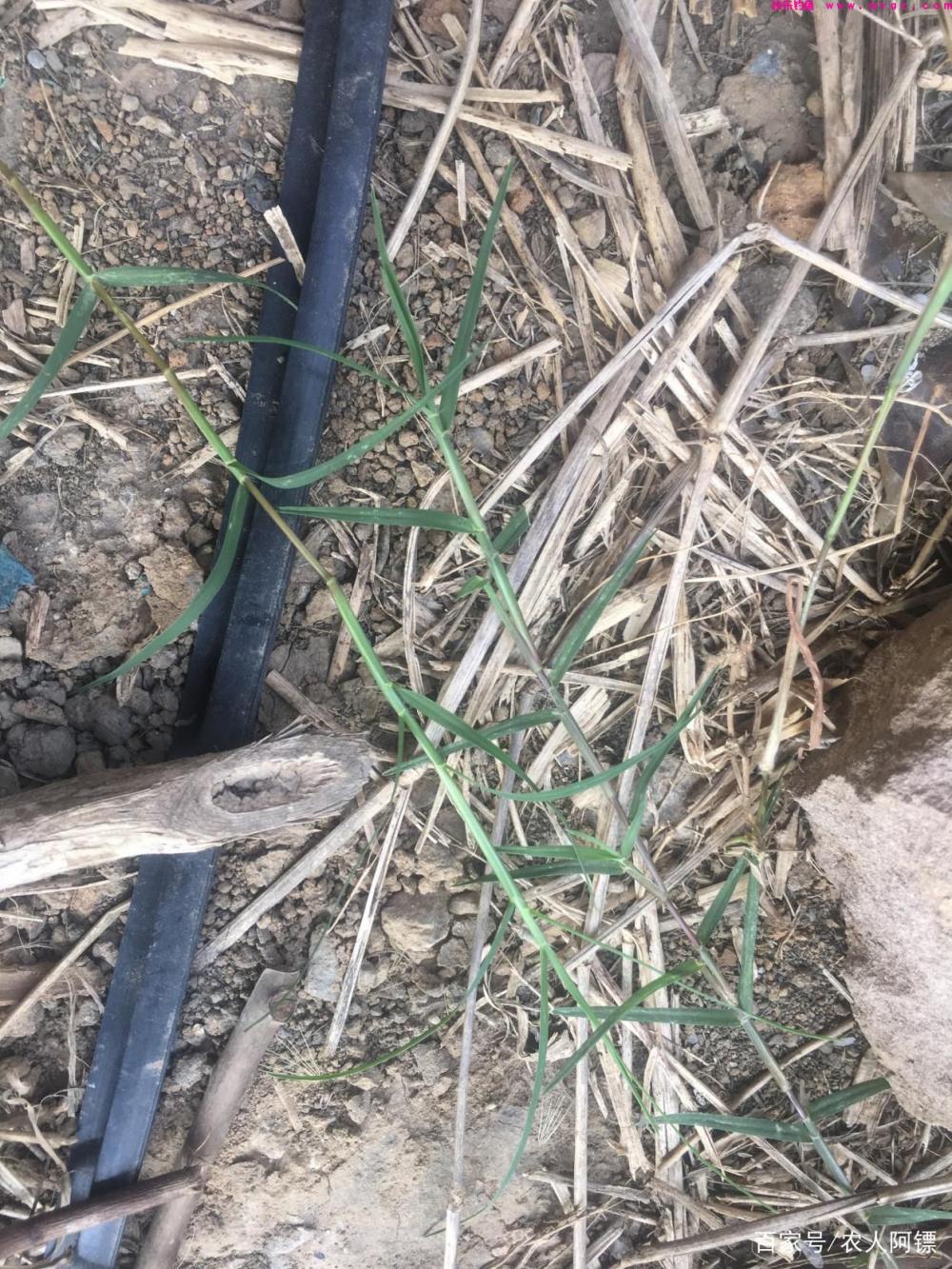夏季休闲垂钓草鱼之用饵(图3)