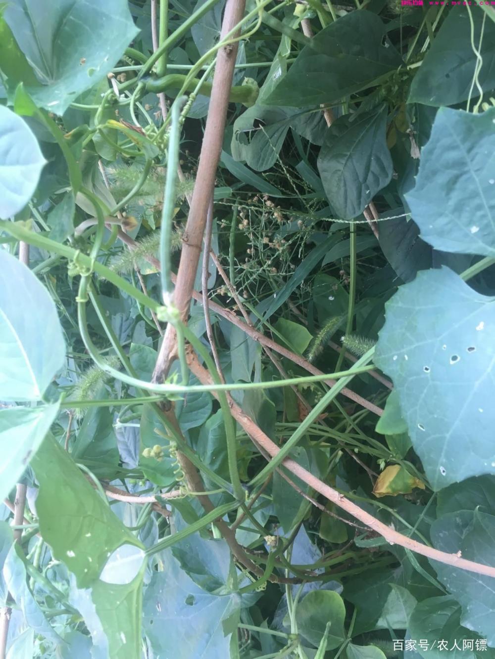 夏季休闲垂钓草鱼之用饵(图4)