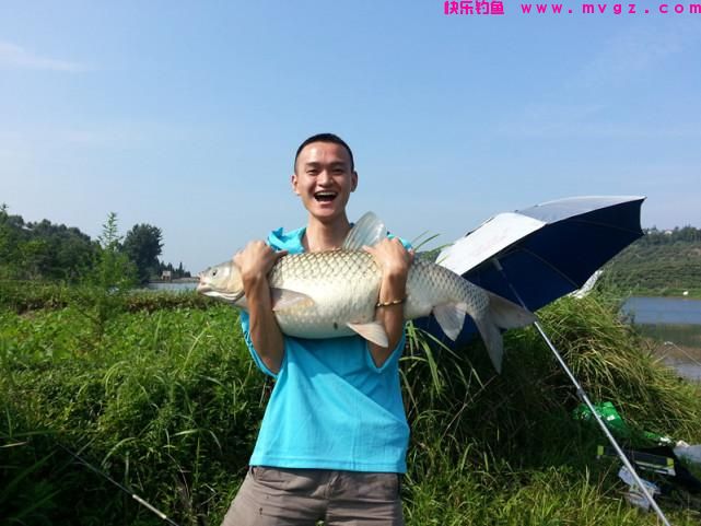 网友提问草鱼怎么钓？我提供四种钓法，尤其受到大草鱼的青睐(图1)