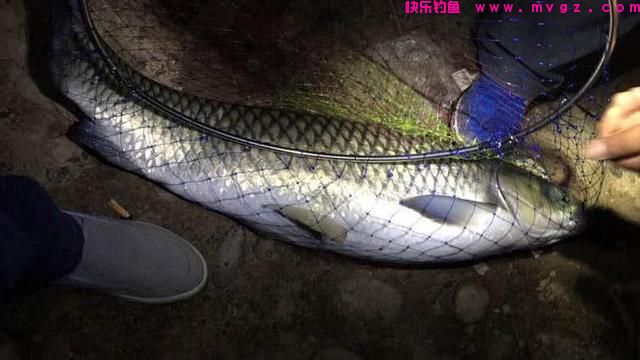 网友提问草鱼怎么钓？我提供四种钓法，尤其受到大草鱼的青睐(图6)