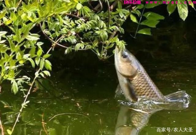 野钓草鱼的方法和技巧(图2) 野钓草鱼的方法和技巧(图2)