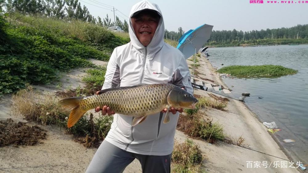 夏季作钓鲤鱼、草鱼，饵料该如何搭配？二个细节不容忽视(图3)