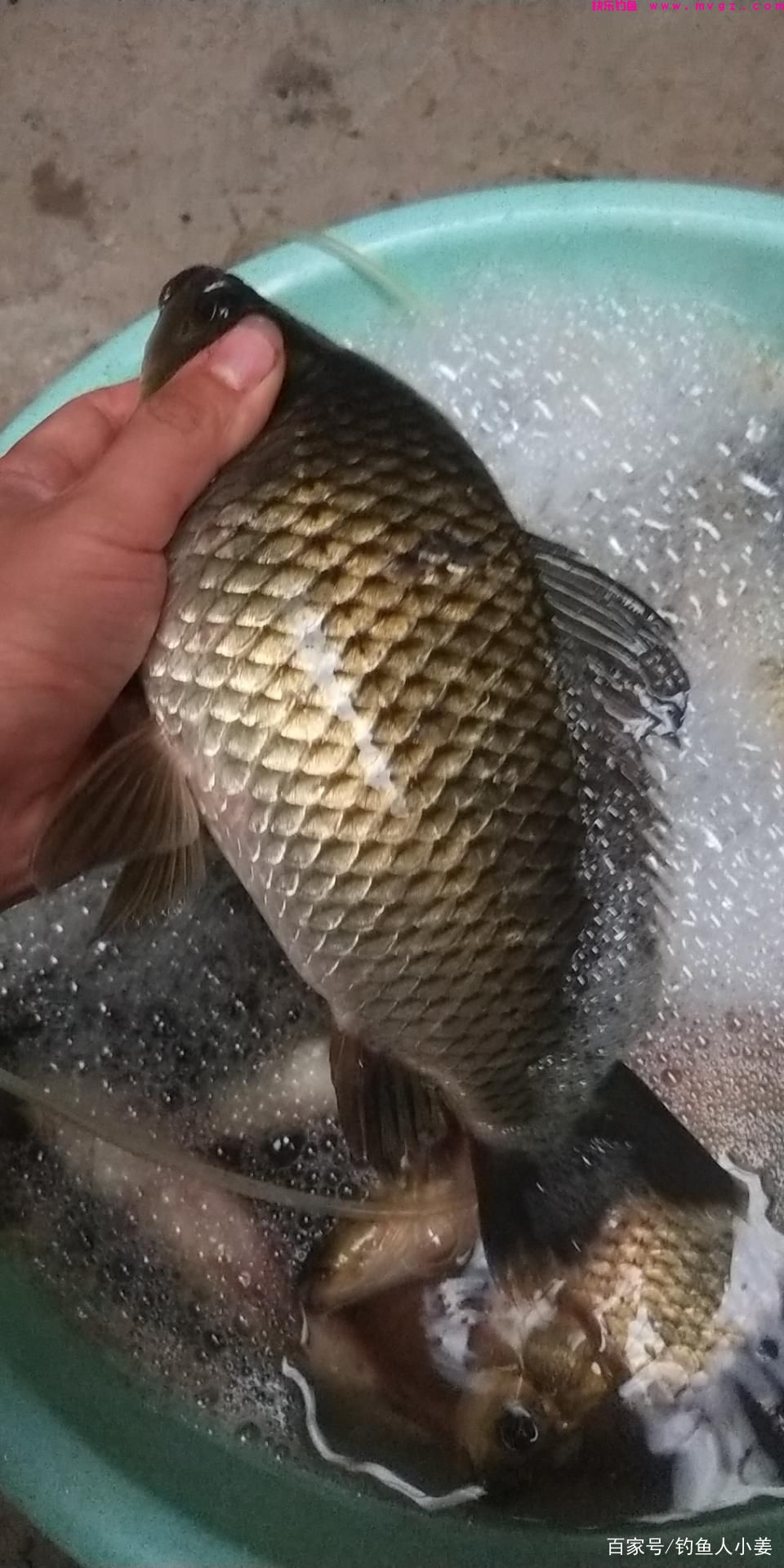 春钓草鱼，夏钓鲤，秋钓花鲢，冬钓鲫(图4)