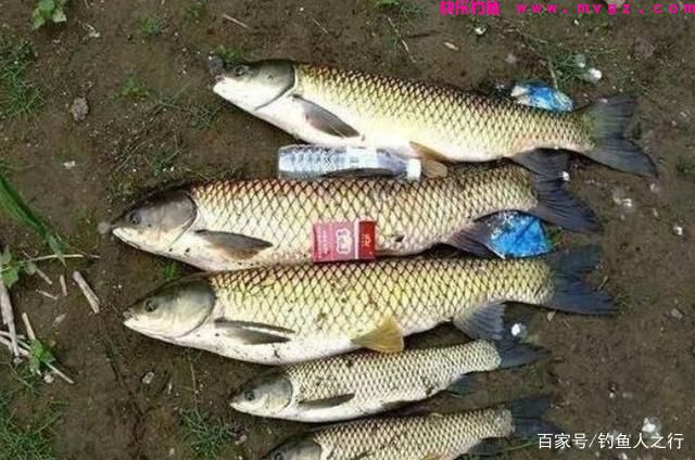 再次提醒你，草鱼唯独用这钓法才过瘾，莫不信，现在不用太亏了(图4)