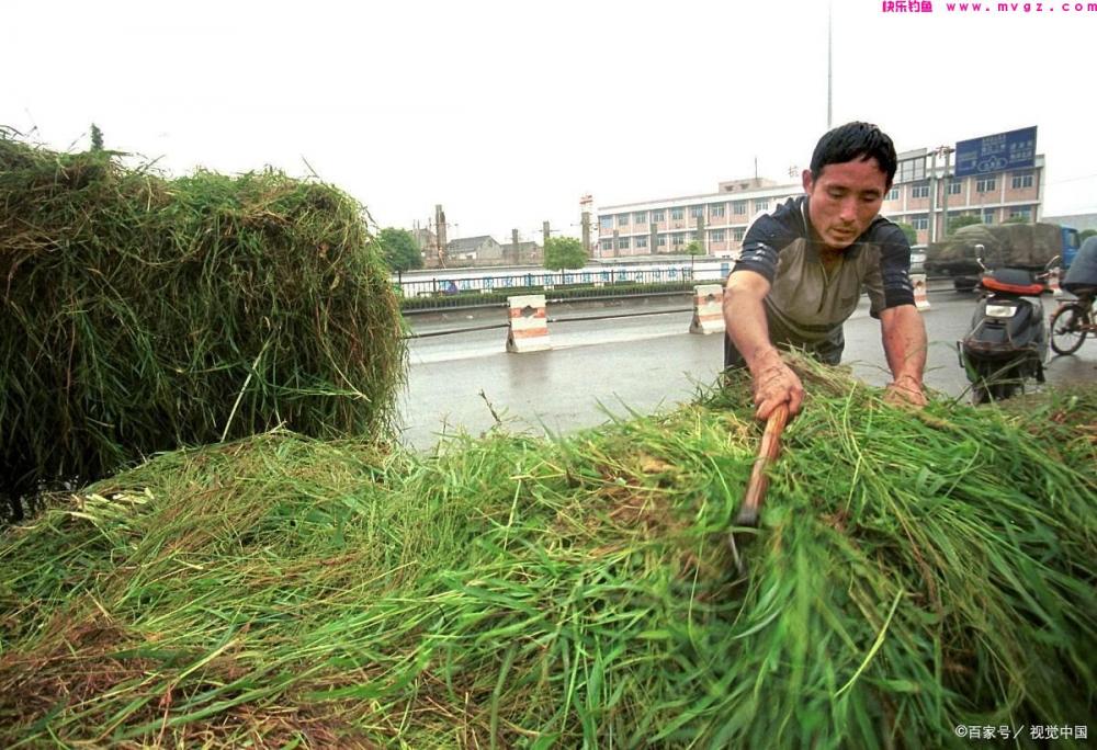 草鱼如何钓？掌握这五大作钓技巧，再也不怕钓不到！(图4)