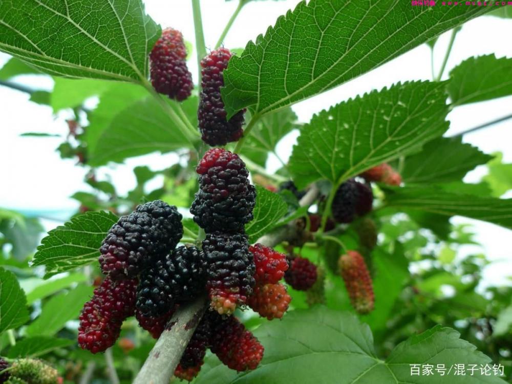 用这些玩意钓草鱼，直接挂钩就能用，大草鱼就是喜欢吃(图3)