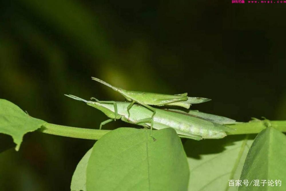 用这些玩意钓草鱼，直接挂钩就能用，大草鱼就是喜欢吃(图5)