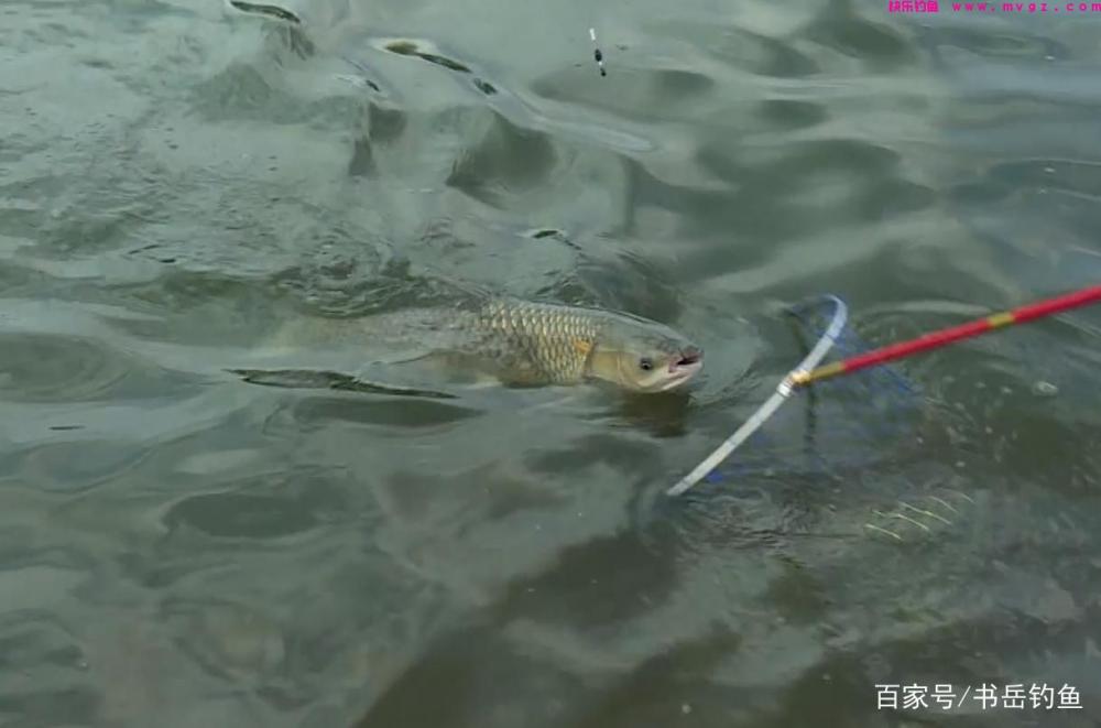 常用的三种草鱼钓法，不仅是钓法的不同，用饵和思路还上另有篇章(图7)