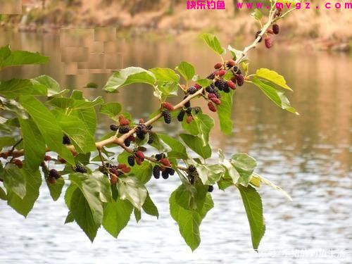 春末夏初，教你一招钓草鱼的绝活，钓法得当肯定上鱼(图5)