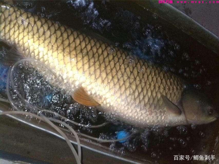 邻居熊爷爷钓鱼，钓饵只做不买，却钓获30斤野生草鱼(图11)