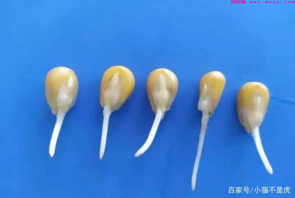 夏季野钓草鱼的方法，多次垂钓总结的经验(图5)