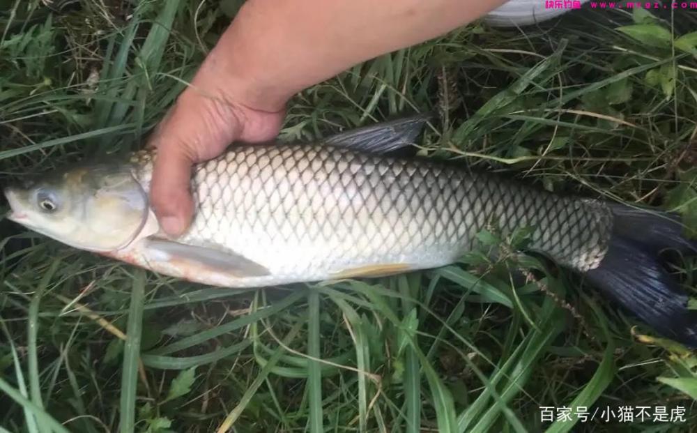 夏季野钓草鱼的方法，多次垂钓总结的经验(图3)