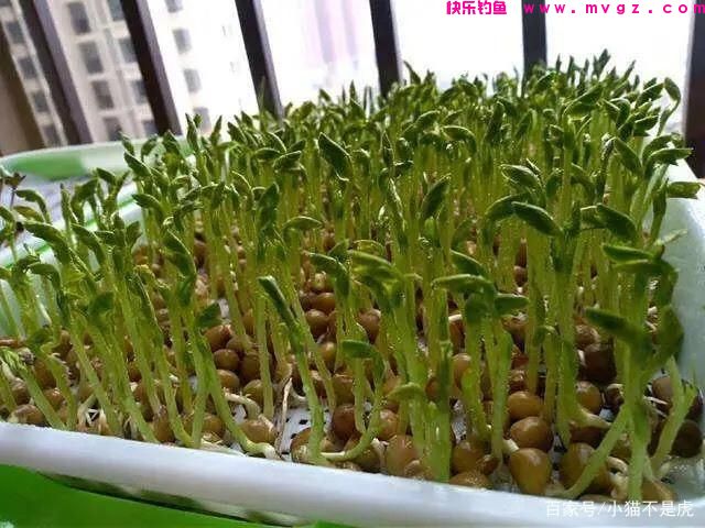 夏季野钓草鱼的方法，多次垂钓总结的经验(图6)
