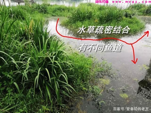 夏季用这两个方法轻松钓大草鱼，两个鱼护都不够装！(图3)
