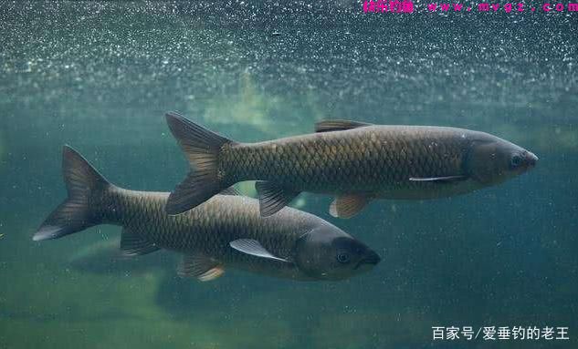 夏季用这两个方法轻松钓大草鱼，两个鱼护都不够装！(图1)