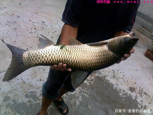 夏季用这两个方法轻松钓大草鱼，两个鱼护都不够装！(图5)