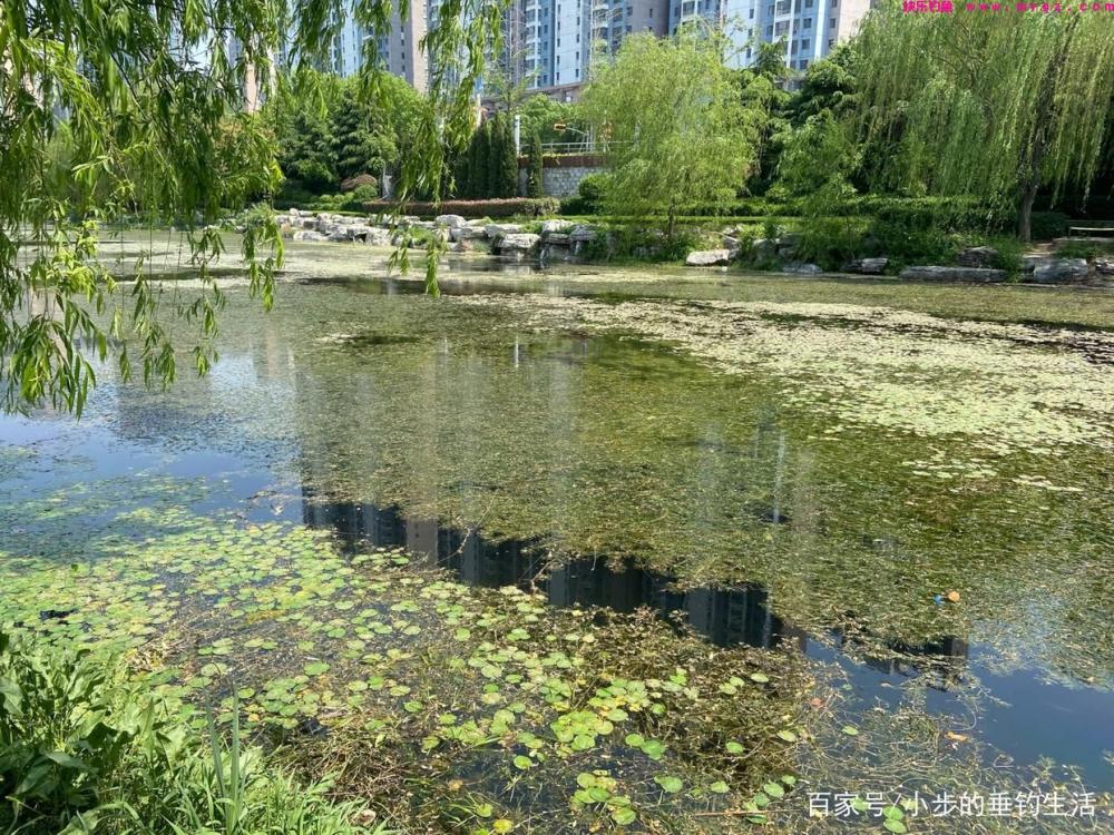 怎样才能钓到大草鱼，教你几招轻松应对！(图1)
