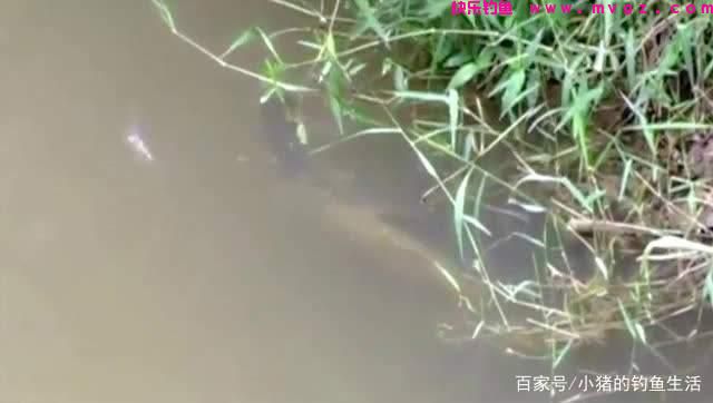 夏天钓草鱼最好的时间是早上(图2) 夏天钓草鱼最好的时间是早上(图2)