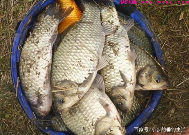 怎样才能钓到大草鱼，教你几招轻松应对！(图2)