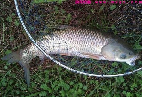 垂钓草鱼，选对钓鱼方法，不愁鱼儿不上钩(图3)