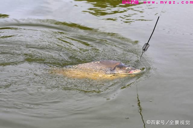 垂钓草鱼，选对钓鱼方法，不愁鱼儿不上钩(图1)