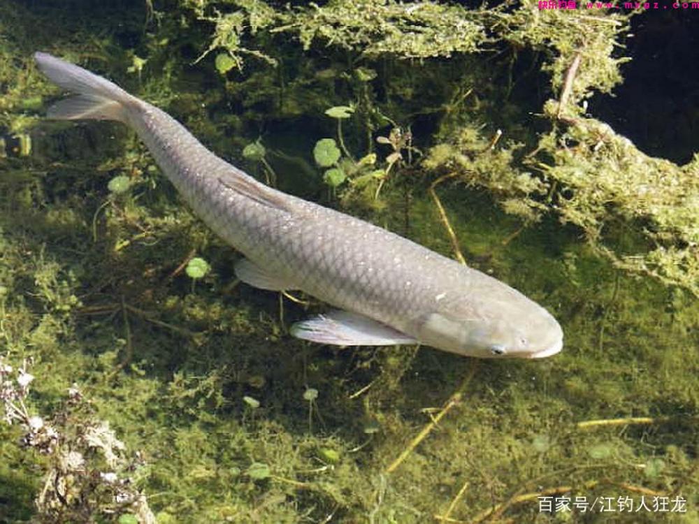钓草鱼有3个关键点，用饵最讲究，它虽贪吃但更挑食(图2)
