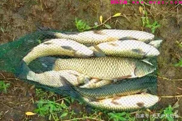 草鱼的三种远投钓法，简单有效，助你连竿大草鱼！(图1)