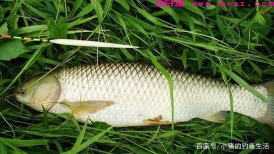 「野钓」怎么钓草鱼？(图2)