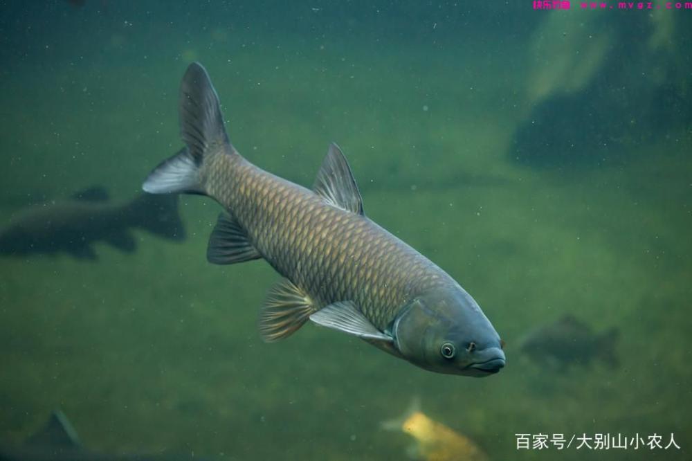 草鱼到底怎么钓？这5种钓法任你选，详解：草鱼的作钓全攻略(图1)