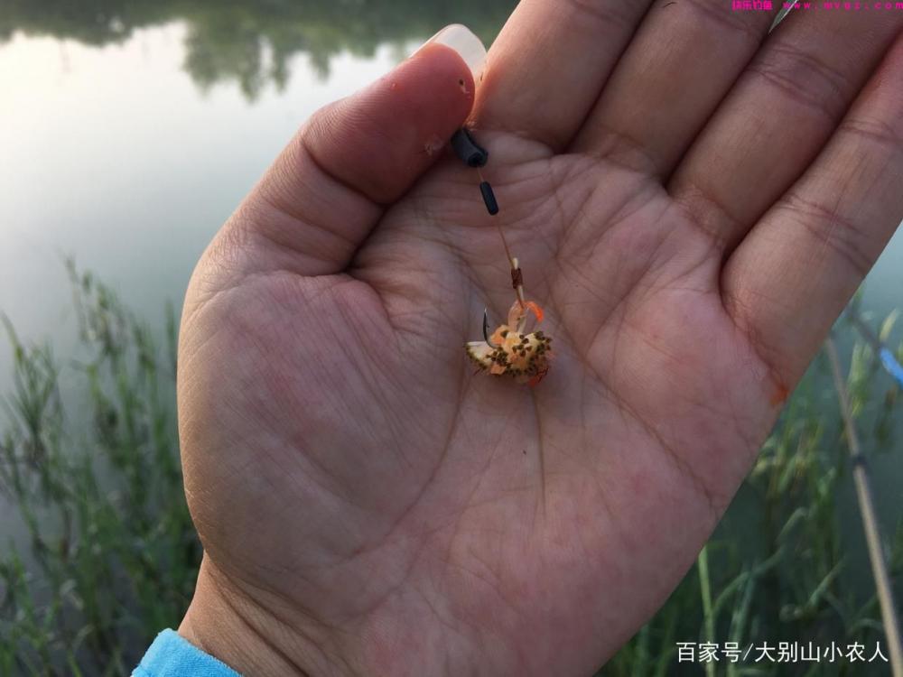 草鱼到底怎么钓？这5种钓法任你选，详解：草鱼的作钓全攻略(图6)