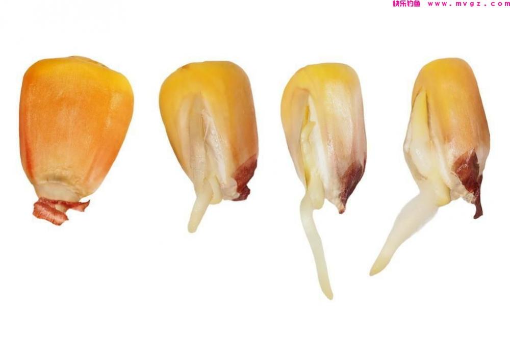 草鱼到底怎么钓？这5种钓法任你选，详解：草鱼的作钓全攻略(图9)