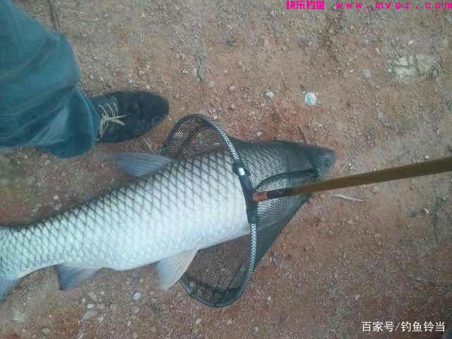 野外如何钓草鱼？详细分析钓草鱼的技巧与方法，以后钓鱼不求人！(图1)
