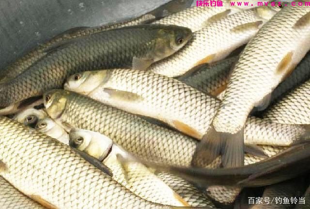 野外如何钓草鱼？详细分析钓草鱼的技巧与方法，以后钓鱼不求人！(图3)