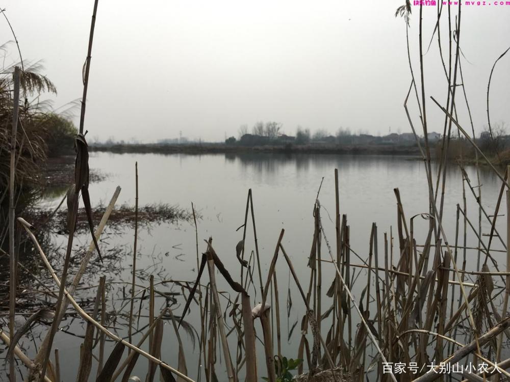 5种钓草鱼的方法，虽然前3种很厉害，但老钓友都在用后2种(图1)