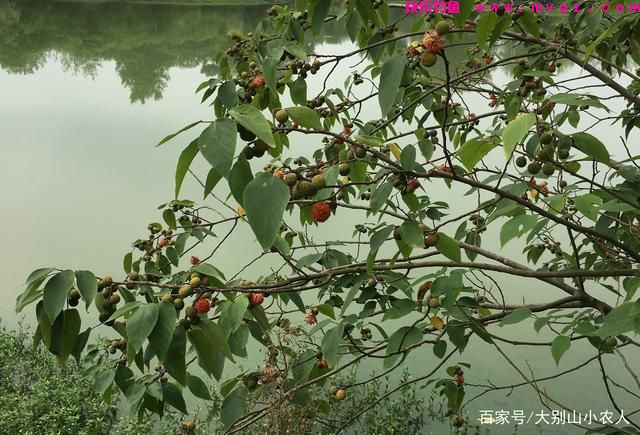 5种钓草鱼的方法，虽然前3种很厉害，但老钓友都在用后2种(图6)